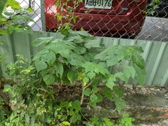 Broussonetia papyrifera