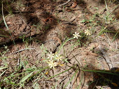 Triteleia ixioides anilina