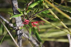 Grevillea oleoides