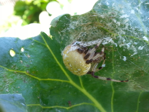 Araneus quadratus