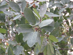 Quercus aristata