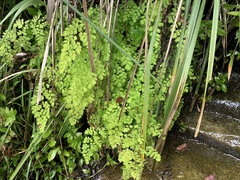 Adiantum aethiopicum
