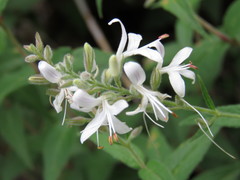 Carlowrightia mcvaughii