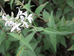 Carlowrightia mcvaughii