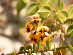 Daviesia umbellulata