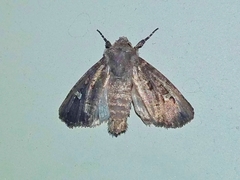 Perispasta caeculalis