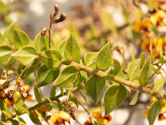 Daviesia umbellulata