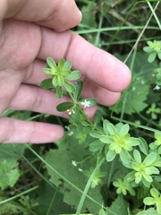 Galium asprellum