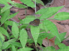 Euptychia fetna