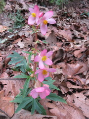 Begonia angustiloba