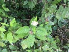 Cornus sericea sericea
