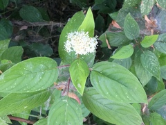 Cornus sericea sericea