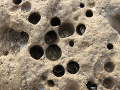 Cyrtopleura lanceolata