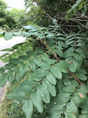 Robinia hispida