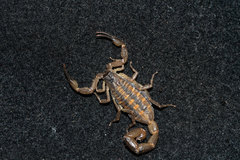 Centruroides nitidus