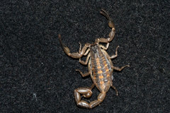 Centruroides nitidus