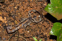 Centruroides nitidus