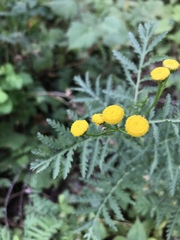 Tanacetum vulgare