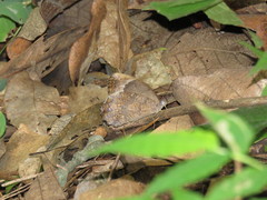 Taygetina weymeri