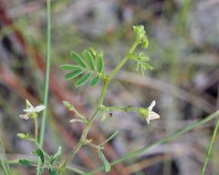 Aeschynomene viscidula
