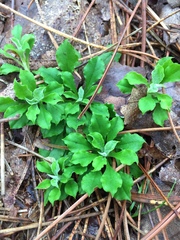 Antennaria virginica