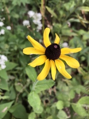 Rudbeckia hirta