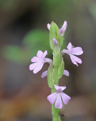 Striga gesnerioides