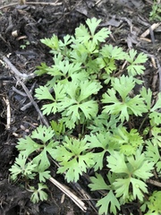 Ranunculus gmelinii