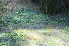 Vallisneria australis