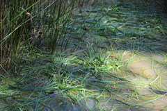 Vallisneria australis