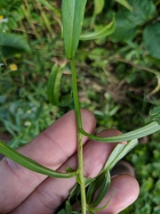 Symphyotrichum lanceolatum interior