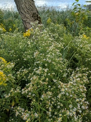 Symphyotrichum lanceolatum interior
