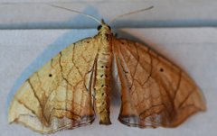 Eulithis gracilineata
