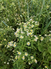 Symphyotrichum lanceolatum interior