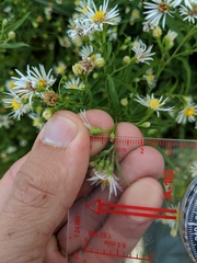 Symphyotrichum lanceolatum interior