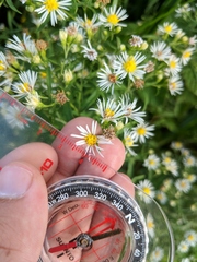 Symphyotrichum lanceolatum interior