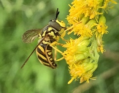 Chrysotoxum pubescens