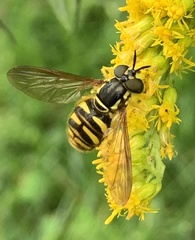 Chrysotoxum pubescens