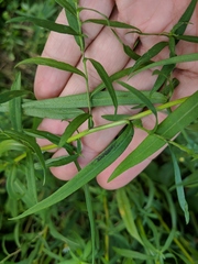 Symphyotrichum lanceolatum interior
