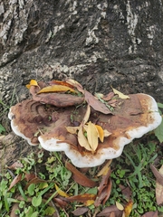 Ganoderma multiplicatum