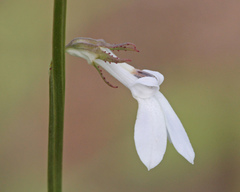 Lobelia paludosa
