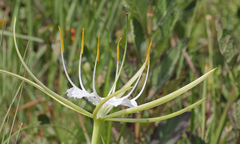 Hymenocallis palmeri
