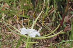 Hymenocallis palmeri