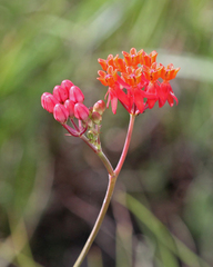 Asclepias lanceolata