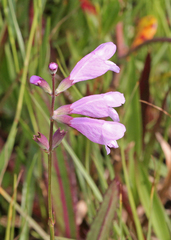 Physostegia purpurea