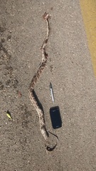 Pseudelaphe phaescens