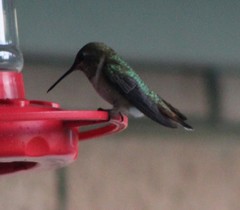 Archilochus colubris