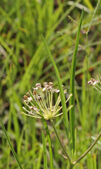 Asclepias longifolia
