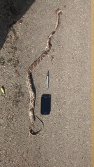 Pseudelaphe phaescens