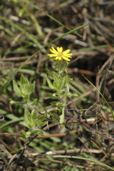 Heterotheca wisconsinensis